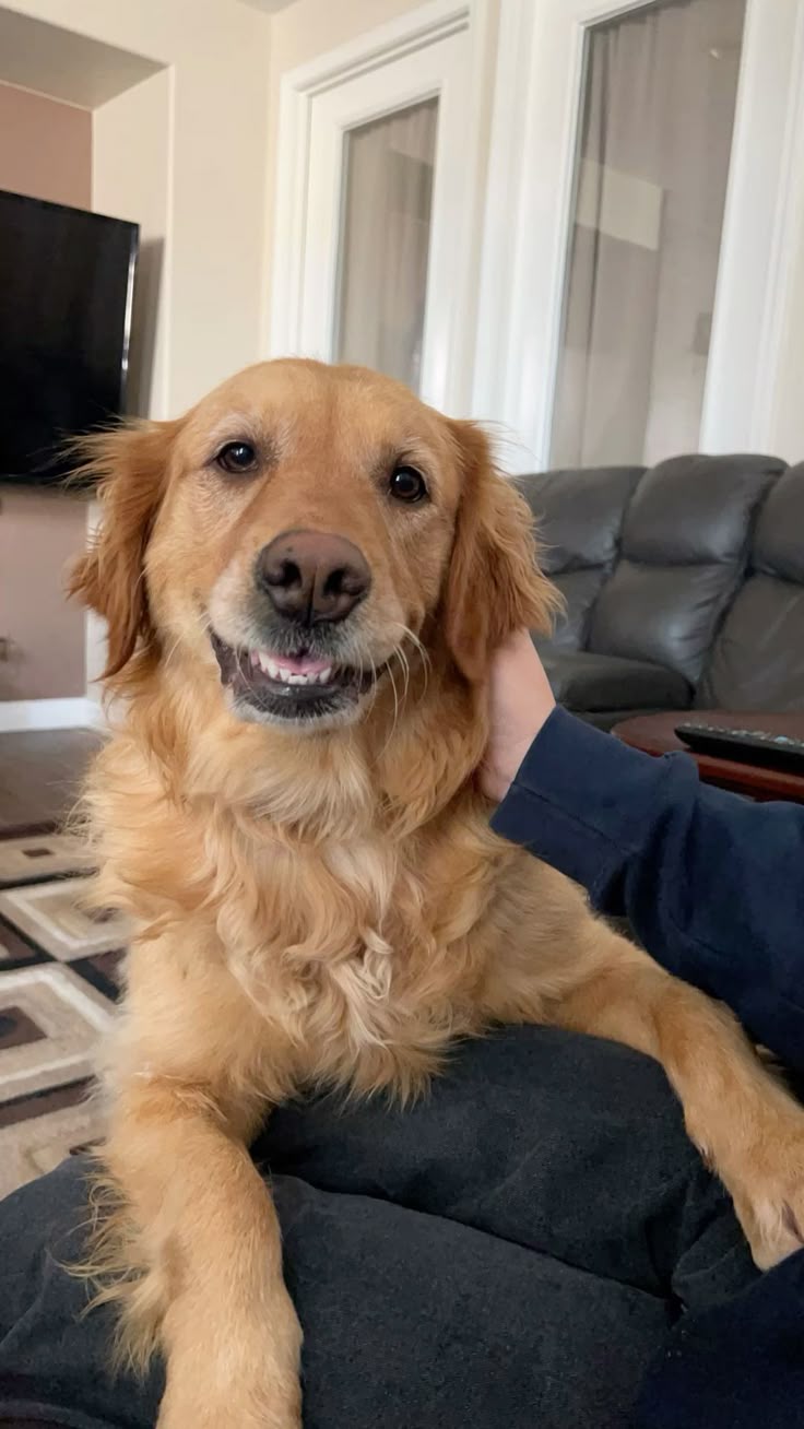 A smiling golden retriever relaxing at home